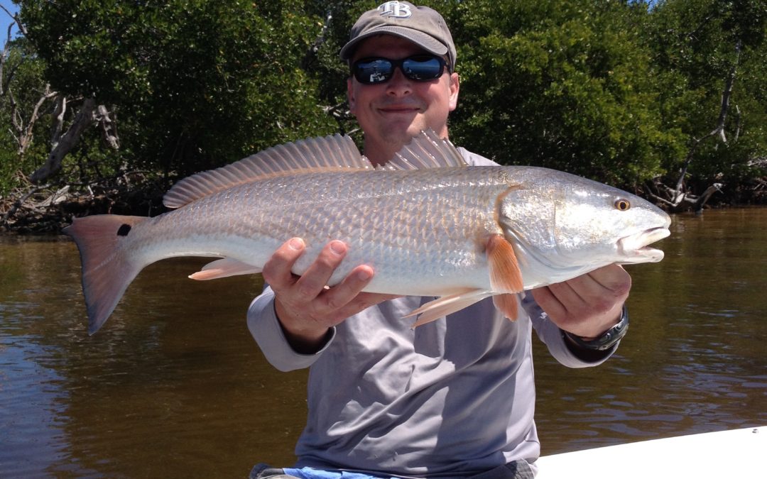 Redfish and the shrimp fly