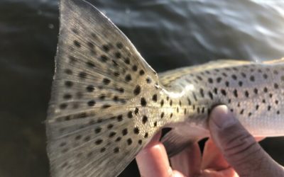 Charlotte Harbor fishing report