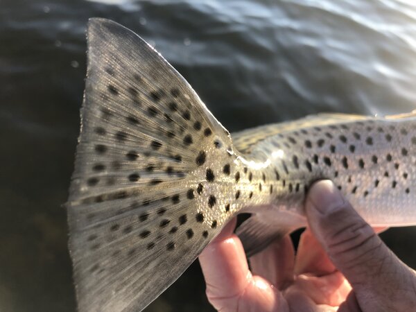 Charlotte Harbor fishing report